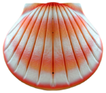 Shell Coral